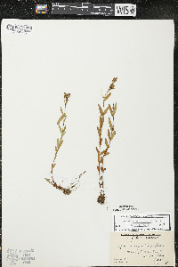 Hypericum majus image