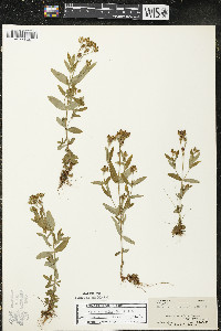 Hypericum majus image