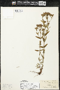 Hypericum majus image