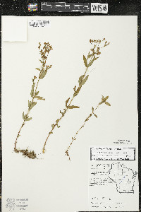 Hypericum majus image