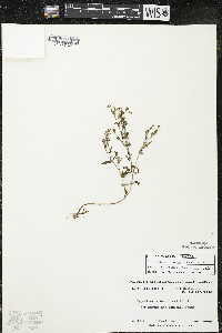 Hypericum majus image