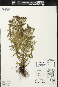 Hypericum majus image
