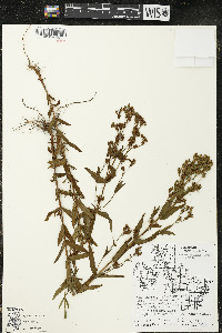 Hypericum majus image