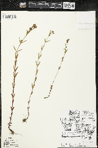 Hypericum majus image
