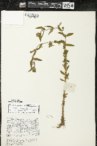 Hypericum majus image