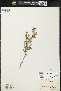 Hypericum majus image