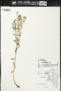 Hypericum majus image