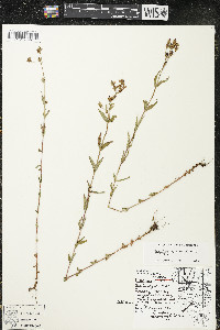 Hypericum majus image