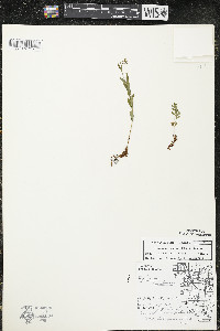 Hypericum majus image