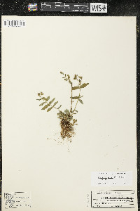 Hypericum majus image