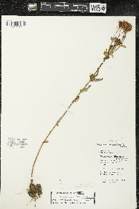 Hypericum majus image