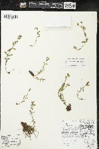 Hypericum majus image