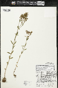 Hypericum majus image