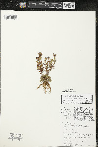 Hypericum majus image