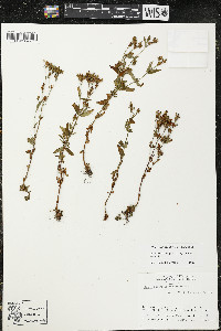 Hypericum majus image