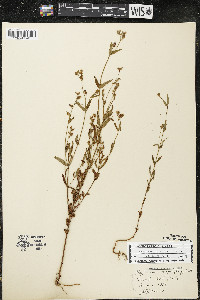 Hypericum majus image