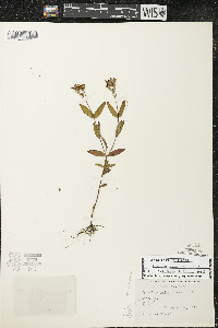 Hypericum majus image