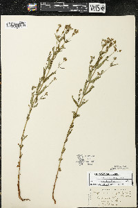 Hypericum majus image
