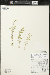 Hypericum majus image