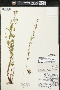 Hypericum majus image