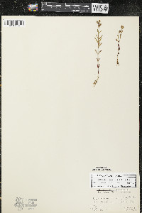 Hypericum majus image