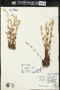 Hypericum majus image