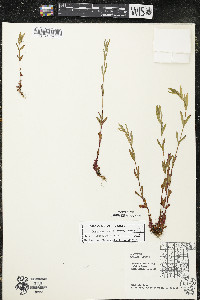 Hypericum majus image