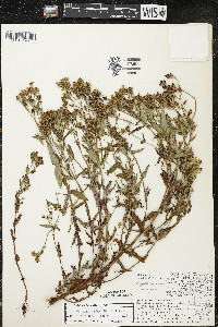 Hypericum majus image