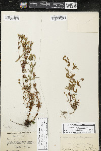 Hypericum majus image