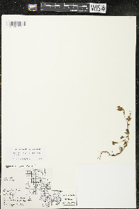 Hypericum majus image