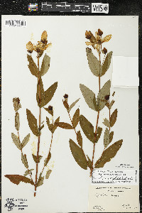 Hypericum ascyron subsp. pyramidatum image