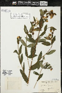 Hypericum ascyron subsp. pyramidatum image