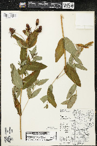 Hypericum ascyron subsp. pyramidatum image