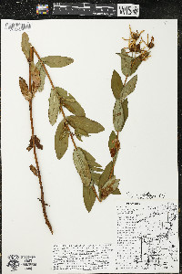 Hypericum ascyron subsp. pyramidatum image