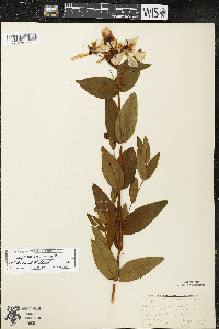 Hypericum ascyron image