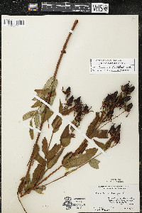 Hypericum ascyron subsp. pyramidatum image