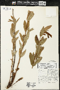 Hypericum ascyron subsp. pyramidatum image