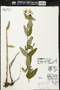 Hypericum ascyron subsp. pyramidatum image