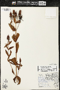 Hypericum ascyron subsp. pyramidatum image