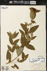 Hypericum ascyron subsp. pyramidatum image