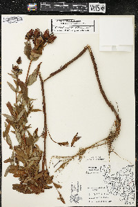 Hypericum ascyron subsp. pyramidatum image