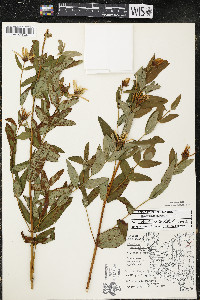 Hypericum ascyron subsp. pyramidatum image