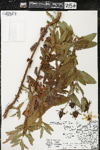 Hypericum ascyron subsp. pyramidatum image