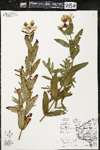 Hypericum ascyron subsp. pyramidatum image