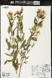 Hypericum ascyron subsp. pyramidatum image