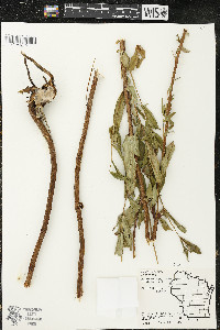 Hypericum ascyron subsp. pyramidatum image