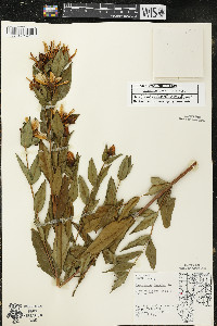 Hypericum ascyron subsp. pyramidatum image