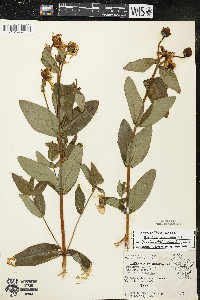 Hypericum ascyron subsp. pyramidatum image