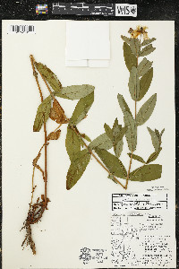 Hypericum ascyron subsp. pyramidatum image