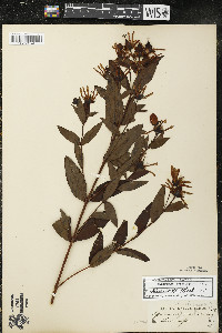 Hypericum ascyron subsp. pyramidatum image